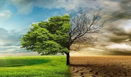 Un paysage coupé en deux : végétation luxuriante d'un côté, terre aride de l'autre